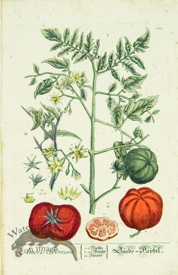 Blackwell German 182